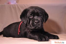 Щенки лабрадора черные и шоколадные