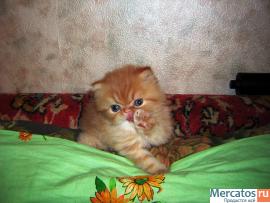Котята персидские и экзотические короткошерстные из питомника 6