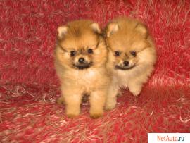 Щенки померанского шпица