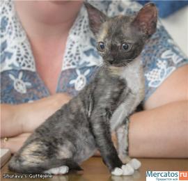 Котята Уральского рекса