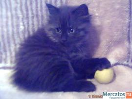 курильский бобтейл