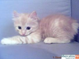 курильский бобтейл 2