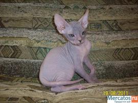 Донской сфинкс, котята 2