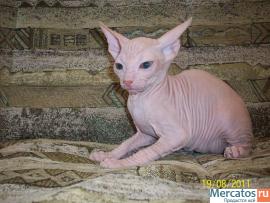 Донской сфинкс, котята 3