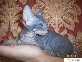 Донской сфинкс, котята
