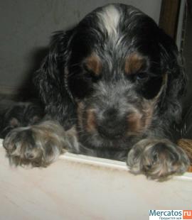 английский кокер спаниель редкого окраса3хцввысокопородный Ркф 3