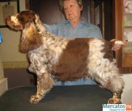 английский кокер спаниель редкого окраса3хцввысокопородный Ркф 4