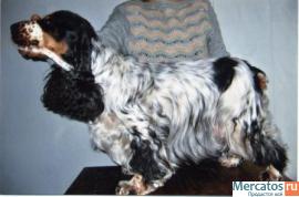 английский кокер спаниель редкого окраса3хцввысокопородный Ркф 5