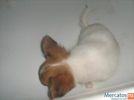 чих-мальчик со звездой во лбу.Породный, дш. Ркф 5