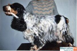 кокер Красавица Англичанка ждет Любимого Хозяина.Породная, подро 5