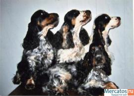 кокер-красавица Англичанка жде Любимого хозяина-породная, подрощ 3