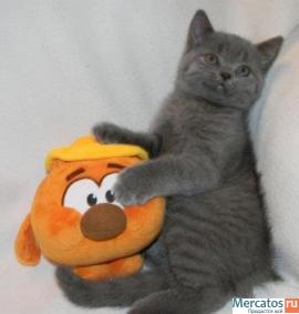 Шотландские кошечки голубого окраса