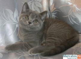 Шотландские кошечки голубого окраса 2