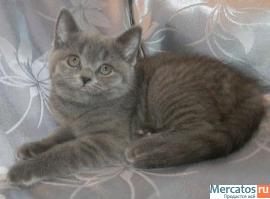 Шотландские кошечки голубого окраса 3