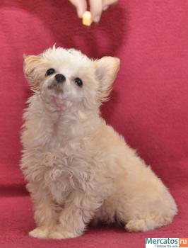 Китайская хохлатая собачка 2