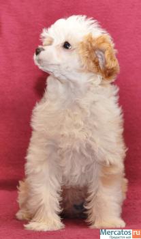 Китайская хохлатая собачка