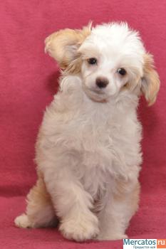 Китайская хохлатая собачка 2