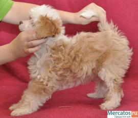 Китайская хохлатая собачка 3