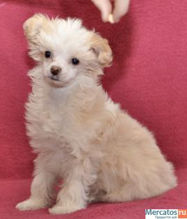 Китайская хохлатая собачка 2