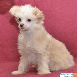 Китайская хохлатая собачка 3