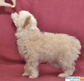 китайская хохлатая собачка