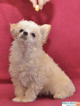 китайская хохлатая собачка 2