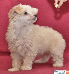 китайская хохлатая собачка 3