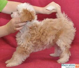 Китайская хохлатая собачка 3