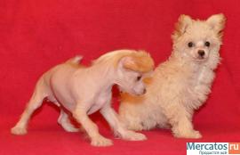 Китайская хохлатая