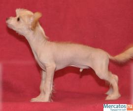 Китайская хохлатая 2