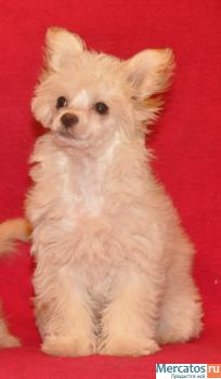 Китайская хохлатая 3