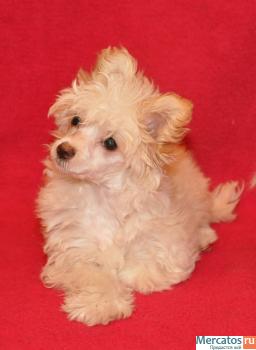 Китайская хохлатая 4