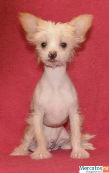 Китайская хохлатая 5