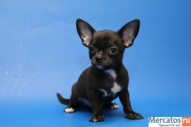 Чихуахуа-щенки от мипортных производителей 2