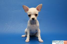 Чихуахуа-щенки от мипортных производителей 3