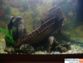 Аквариум 200л с огромным птеригоплихтовым парчевым сомом