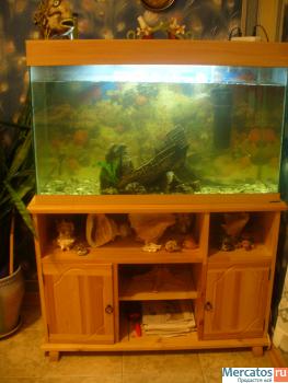 Аквариум 200л с огромным птеригоплихтовым парчевым сомом 2