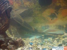 Аквариум 200л с огромным птеригоплихтовым парчевым сомом 3