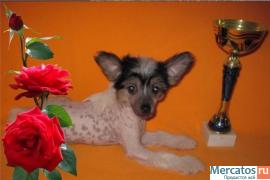 Эксклюзивный голый китайченок