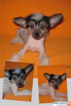 Эксклюзивный голый китайченок 2