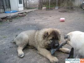 Щенок Кавказской овчарки