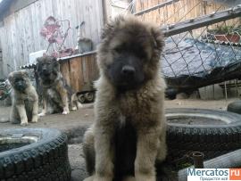 Щенок Кавказской овчарки 2