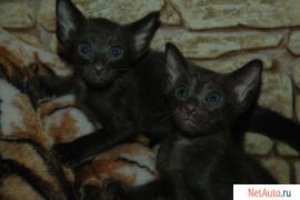 Ориентальный котёнок шоколадного окраса!