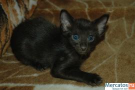 Ориентальный котёнок шоколадного окраса! 2
