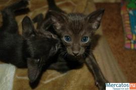 Ориентальный котёнок шоколадного окраса! 3