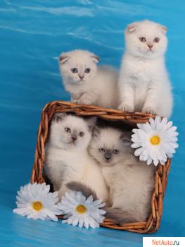 Шотландские короткошерстные котята окраса колор-пойнт