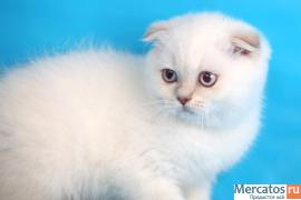 Шотландские короткошерстные котята окраса колор-пойнт 2