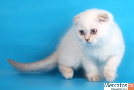 Шотландские короткошерстные котята окраса колор-пойнт 3