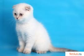 Шотландские котята колор-пойнты