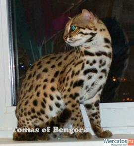 Бенгальские котята